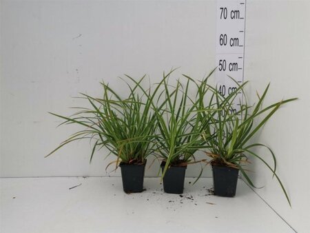 Carex morrowii 'Ice Dance' geen maat specificatie 0,55L/P9cm - image 13