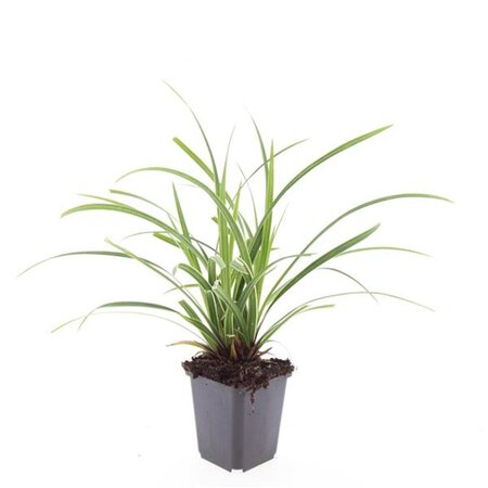 Carex morrowii 'Ice Dance' geen maat specificatie 0,55L/P9cm - image 7