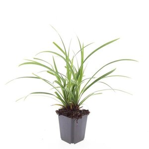 Carex morrowii 'Ice Dance' geen maat specificatie 0,55L/P9cm - image 7