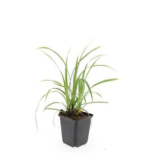 Carex morrowii 'Ice Dance' geen maat specificatie 0,55L/P9cm - image 6