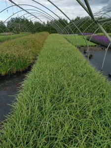Carex morrowii 'Ice Dance' geen maat specificatie 0,55L/P9cm - image 12