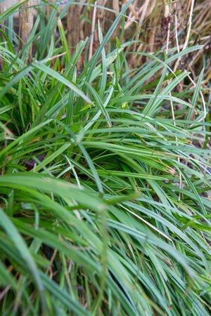 Carex morrowii 'Irish Green' geen maat specificatie 0,55L/P9cm - afbeelding 6