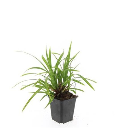 Carex morrowii 'Irish Green' geen maat specificatie 0,55L/P9cm - afbeelding 9