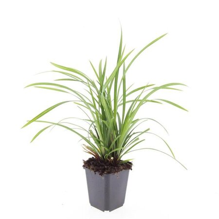 Carex morrowii 'Irish Green' geen maat specificatie 0,55L/P9cm - afbeelding 8
