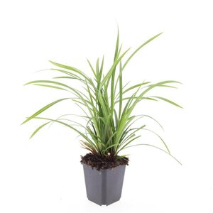 Carex morrowii 'Irish Green' geen maat specificatie 0,55L/P9cm - afbeelding 8