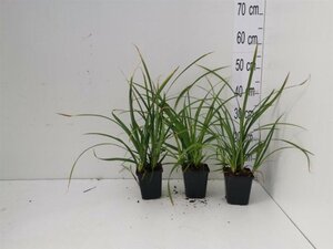 Carex morrowii 'Irish Green' geen maat specificatie 0,55L/P9cm - afbeelding 10