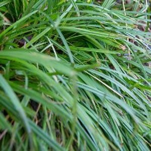 Carex morrowii 'Irish Green' geen maat specificatie 0,55L/P9cm - afbeelding 3
