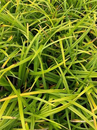 Carex morrowii 'Irish Green' geen maat specificatie 0,55L/P9cm - afbeelding 12