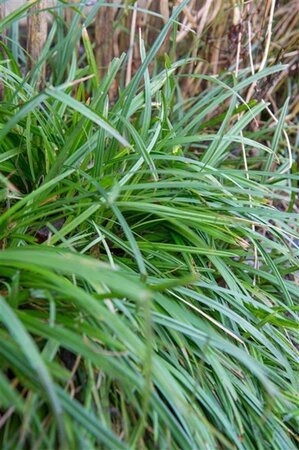 Carex morrowii 'Irish Green' geen maat specificatie 0,55L/P9cm - afbeelding 2