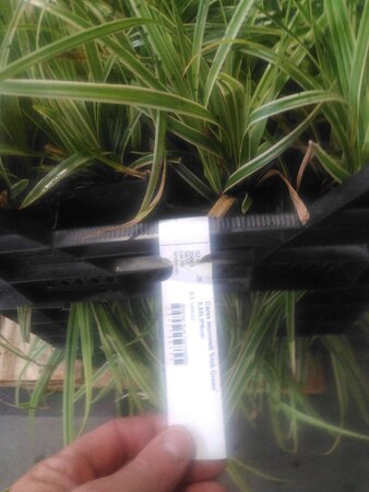 Carex morrowii 'Irish Green' geen maat specificatie 0,55L/P9cm - afbeelding 5