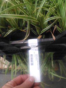 Carex morrowii 'Irish Green' geen maat specificatie 0,55L/P9cm - afbeelding 5