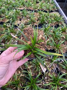 Carex morrowii 'Irish Green' geen maat specificatie 0,55L/P9cm - afbeelding 14