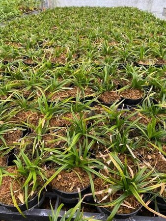 Carex morrowii 'Irish Green' geen maat specificatie 0,55L/P9cm - afbeelding 13