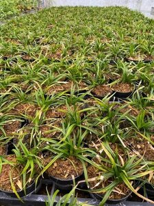 Carex morrowii 'Irish Green' geen maat specificatie 0,55L/P9cm - afbeelding 13