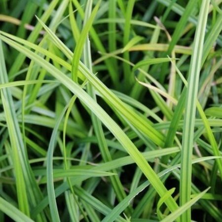 Carex morrowii 'Irish Green' geen maat specificatie 0,55L/P9cm - image 4