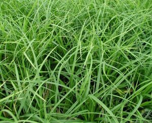 Carex morrowii geen maat specificatie 0,55L/P9cm - afbeelding 3