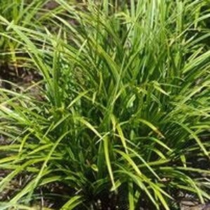 Carex morrowii geen maat specificatie 0,55L/P9cm - afbeelding 2