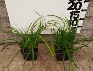 Carex morrowii geen maat specificatie 0,55L/P9cm - afbeelding 3