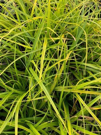 Carex morrowii geen maat specificatie 0,55L/P9cm - image 2