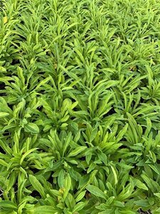 Campanula pers. 'Alba' geen maat specificatie 0,55L/P9cm