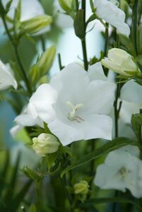 Campanula pers. 'Alba' geen maat specificatie 0,55L/P9cm - afbeelding 3