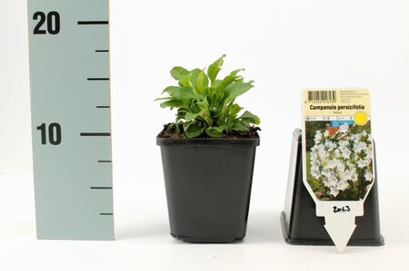 Campanula pers. 'Alba' geen maat specificatie 0,55L/P9cm - afbeelding 1