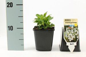 Campanula pers. 'Alba' geen maat specificatie 0,55L/P9cm