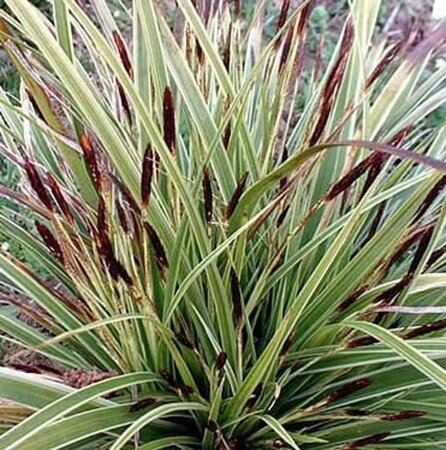 Carex morrowii 'Variegata' geen maat specificatie 0,55L/P9cm - afbeelding 3