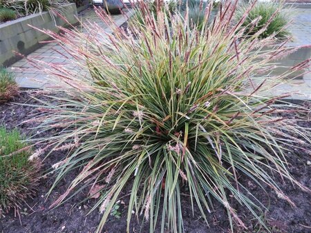 Carex morrowii 'Variegata' geen maat specificatie 0,55L/P9cm - afbeelding 5