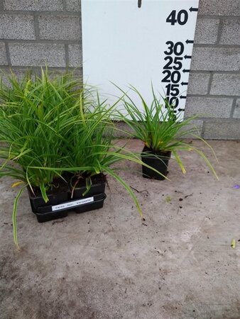 Carex morrowii 'Variegata' geen maat specificatie 0,55L/P9cm - afbeelding 3