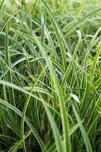 Carex morrowii 'Variegata' geen maat specificatie 0,55L/P9cm - afbeelding 5