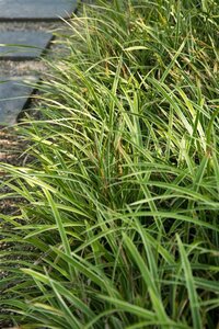 Carex morrowii 'Variegata' geen maat specificatie 0,55L/P9cm - afbeelding 6