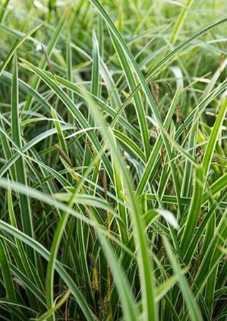Carex morrowii 'Variegata' geen maat specificatie 0,55L/P9cm - afbeelding 4