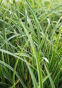 Carex morrowii 'Variegata' geen maat specificatie 0,55L/P9cm - afbeelding 4