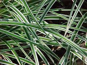 Carex morrowii 'Variegata' geen maat specificatie 0,55L/P9cm