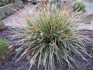 Carex morrowii 'Variegata' geen maat specificatie 0,55L/P9cm - image 5