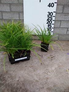 Carex morrowii 'Variegata' geen maat specificatie 0,55L/P9cm - image 3