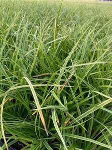 Carex morrowii 'Variegata' geen maat specificatie 0,55L/P9cm - image 4
