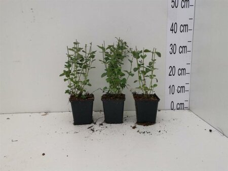 Calamintha n. 'Blue Cloud' geen maat specificatie 0,55L/P9cm - afbeelding 4