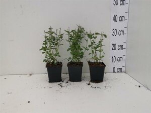 Calamintha n. 'Blue Cloud' geen maat specificatie 0,55L/P9cm - afbeelding 4