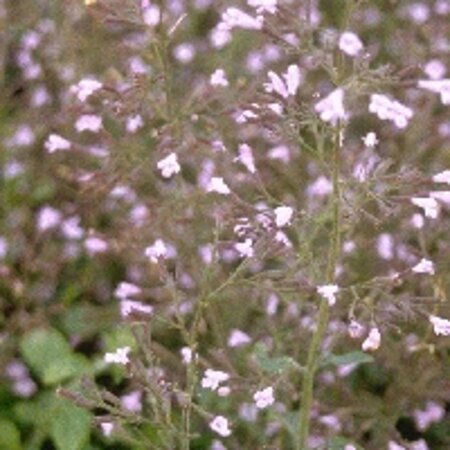 Calamintha n. 'Blue Cloud' geen maat specificatie 0,55L/P9cm - afbeelding 5