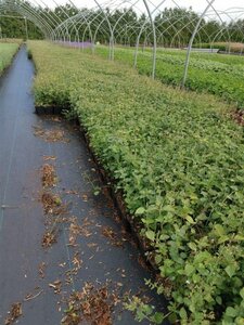 Calamintha n. 'Blue Cloud' geen maat specificatie 0,55L/P9cm - afbeelding 5