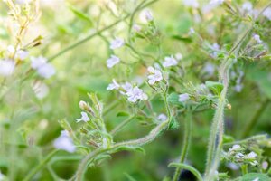 Calamintha n. 'Blue Cloud' geen maat specificatie 0,55L/P9cm