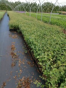 Calamintha n. 'Blue Cloud' geen maat specificatie 0,55L/P9cm - afbeelding 8