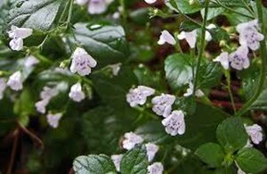 Calamintha nepeta geen maat specificatie 0,55L/P9cm