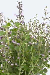Calamintha n. 'Marvelette Blue' geen maat specificatie 0,55L/P9cm