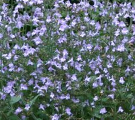 Calamintha n. 'Marvelette Blue' geen maat specificatie 0,55L/P9cm - afbeelding 2