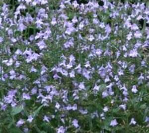 Calamintha n. 'Marvelette Blue' geen maat specificatie 0,55L/P9cm - afbeelding 2