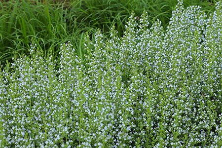 Calamintha n. nepeta geen maat specificatie 0,55L/P9cm - afbeelding 10