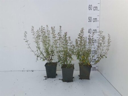 Calamintha n. nepeta geen maat specificatie 0,55L/P9cm - afbeelding 4